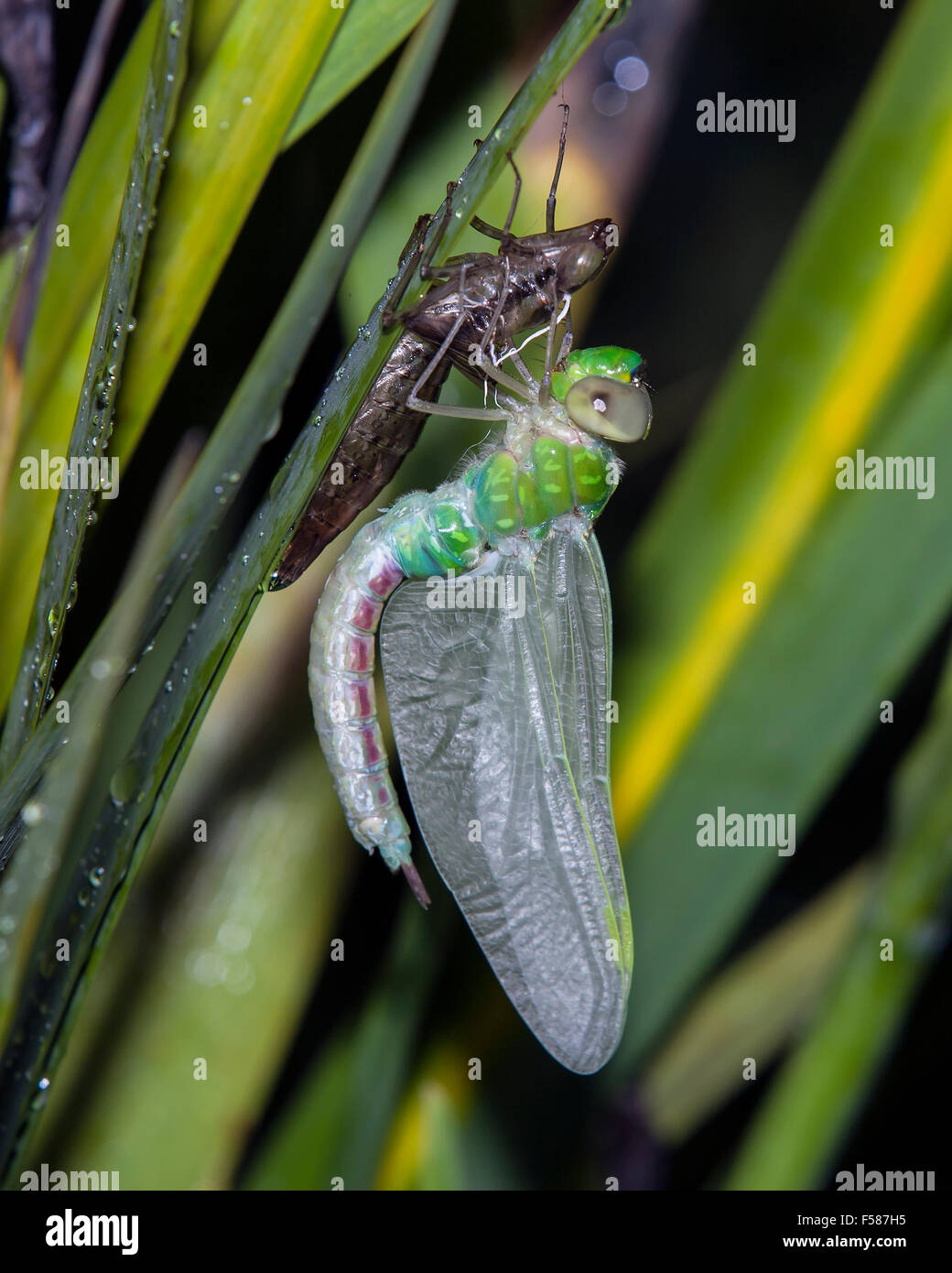 A Green Darner emerging from nymph stage. Stock Photo