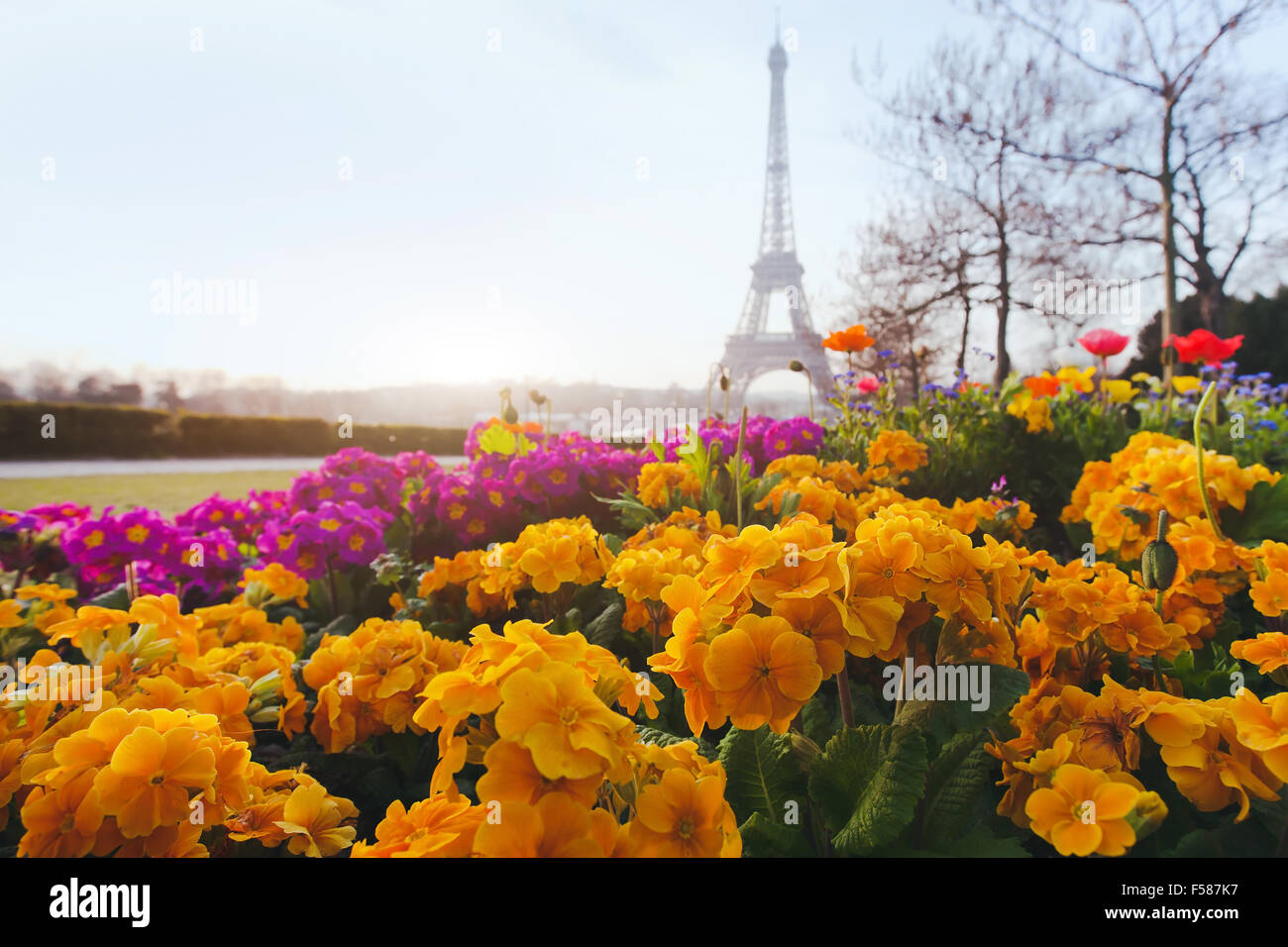Paris in spring, yellow flowers in foreground and Eiffel tower blurred on background Stock Photo