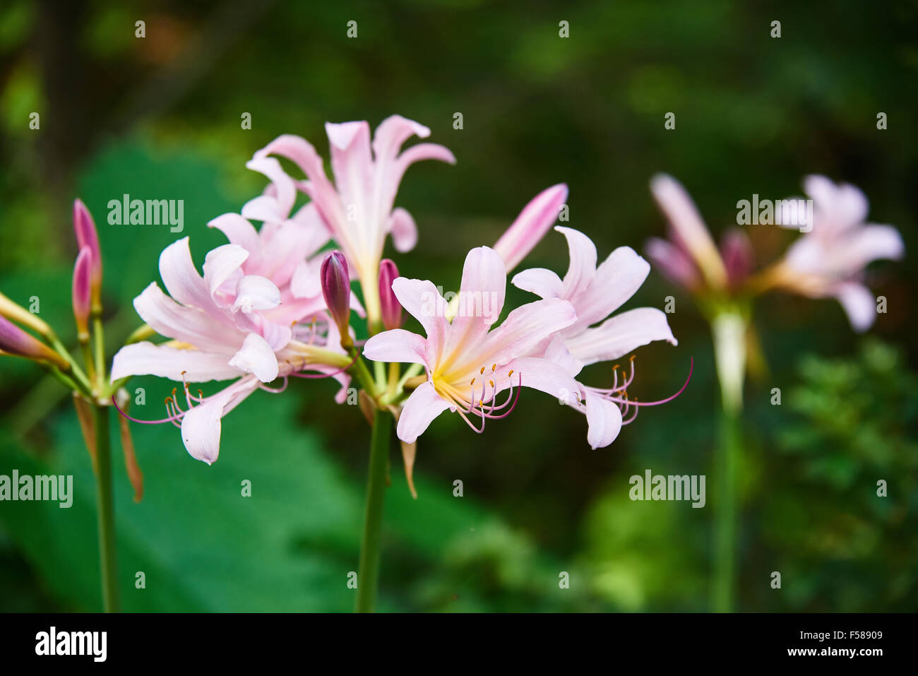 closeup of pink color wild Lycoris squamigera flowers in a outdoor Stock Photo
