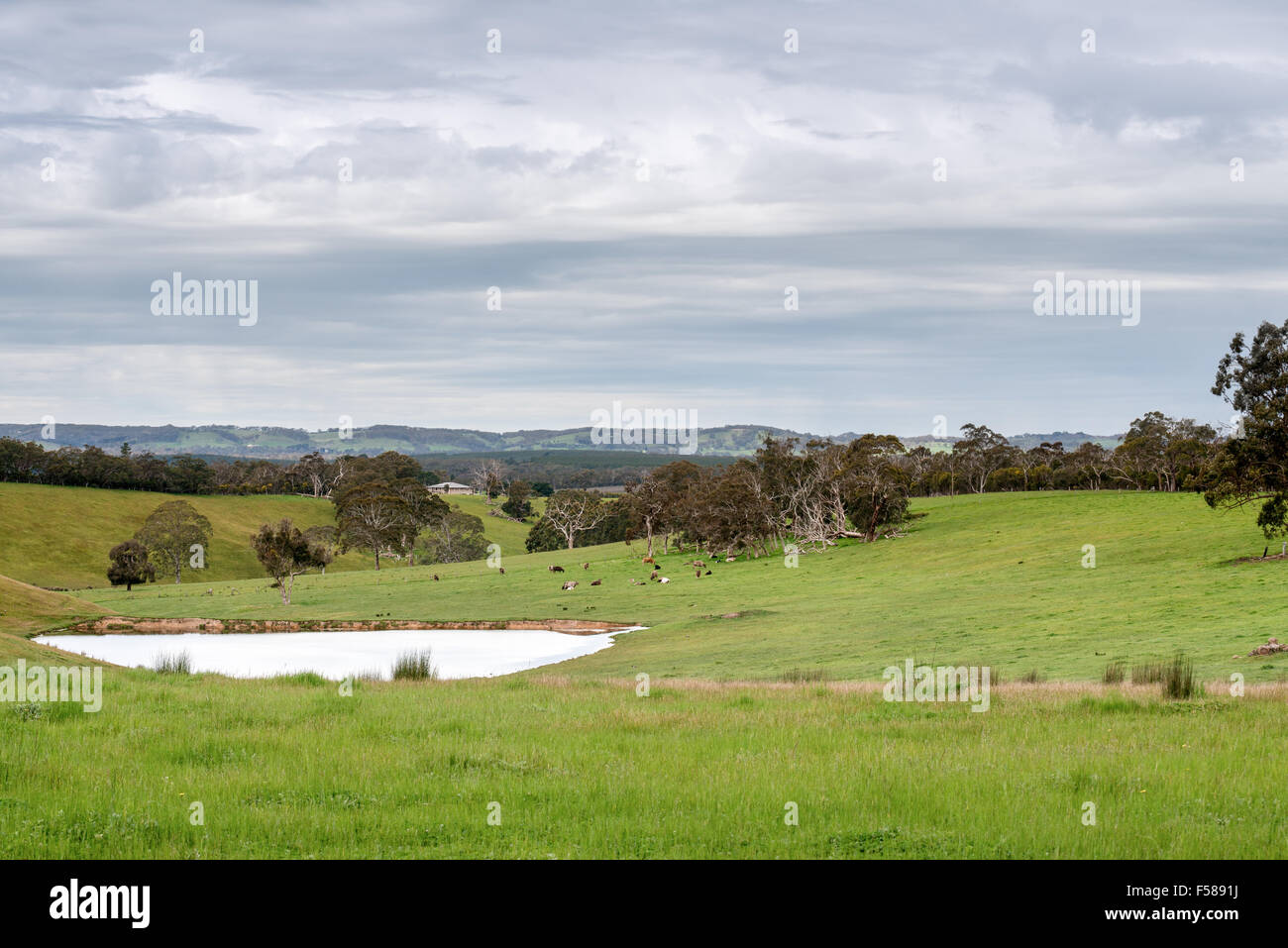 The beautiful green rolling farmland of the Adelaide Hills after good ...