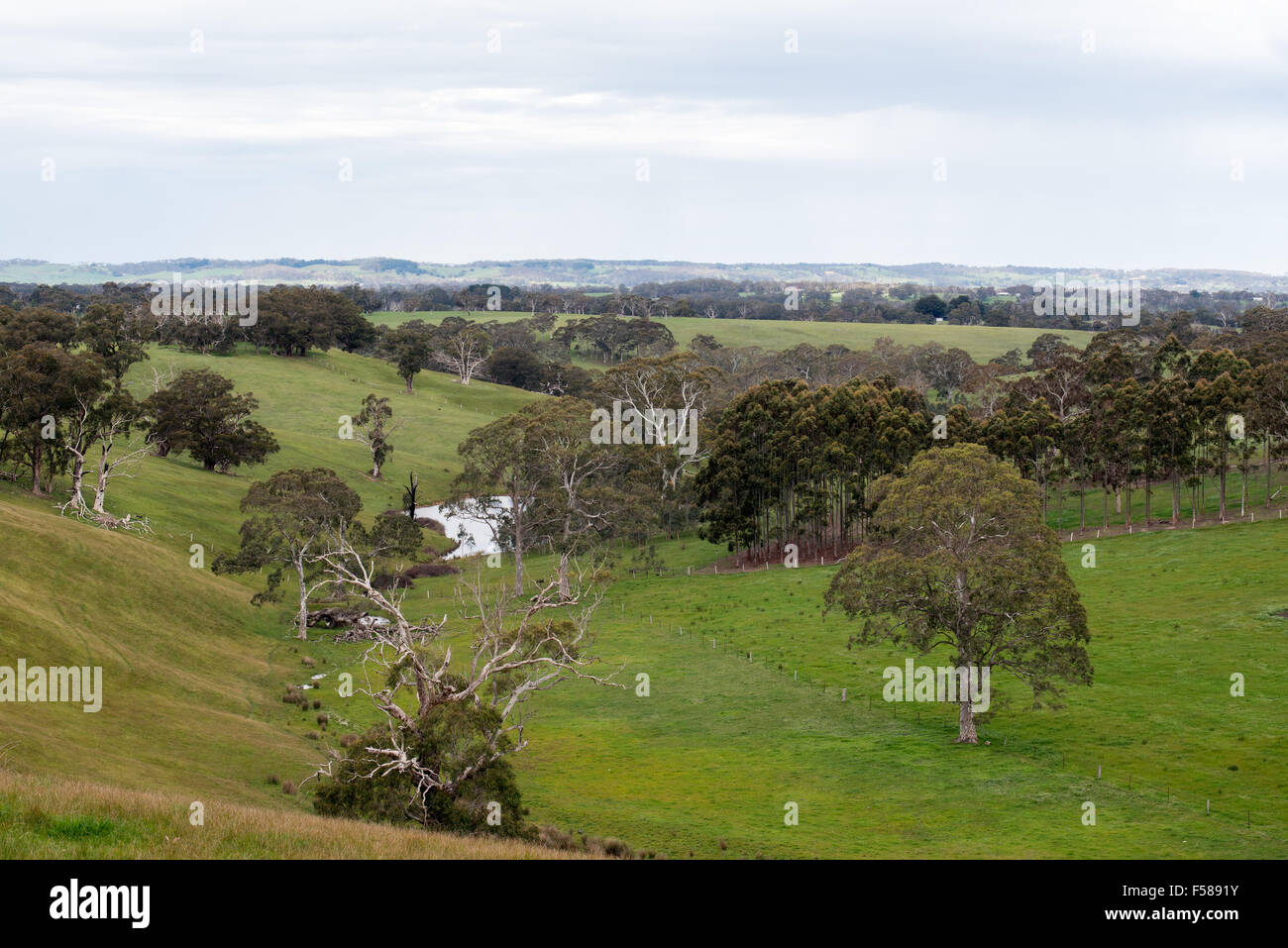 The beautiful green rolling farmland of the Adelaide hills after good