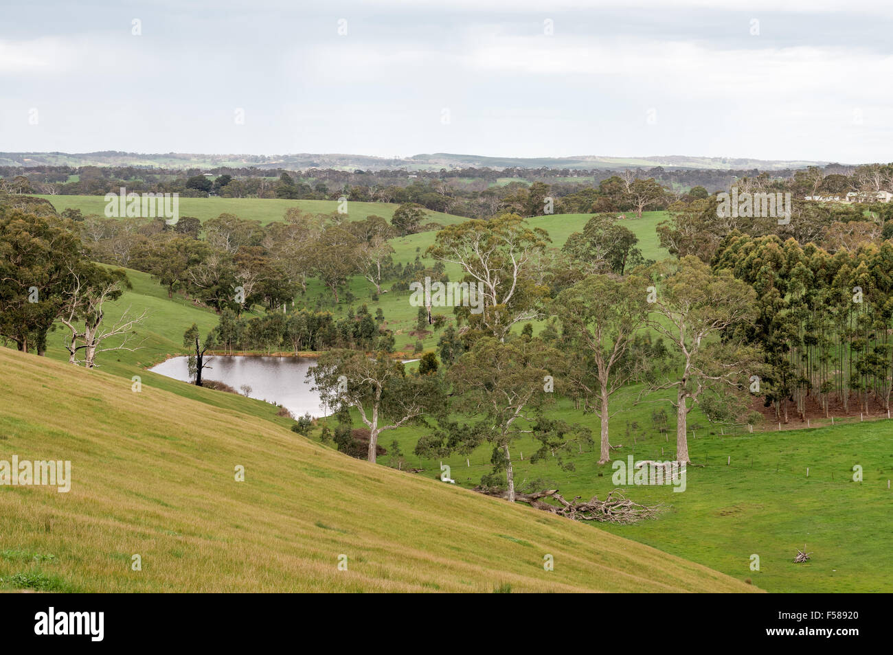 The beautiful green rolling farmland of the Adelaide hills after good ...