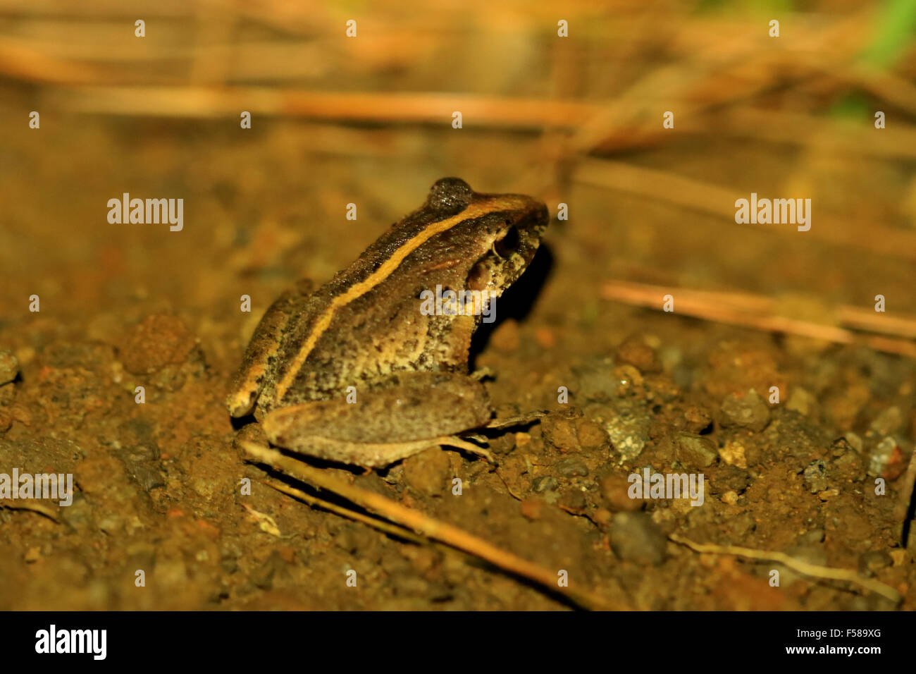 Fitzinger's rain frog aka Fitzinger's robber frog in Monteverde, Costa Rica Stock Photo