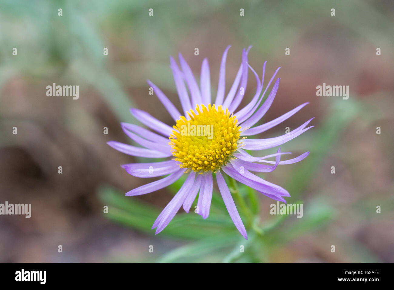 Erigeron foliosus var. confinis flower. Stock Photo