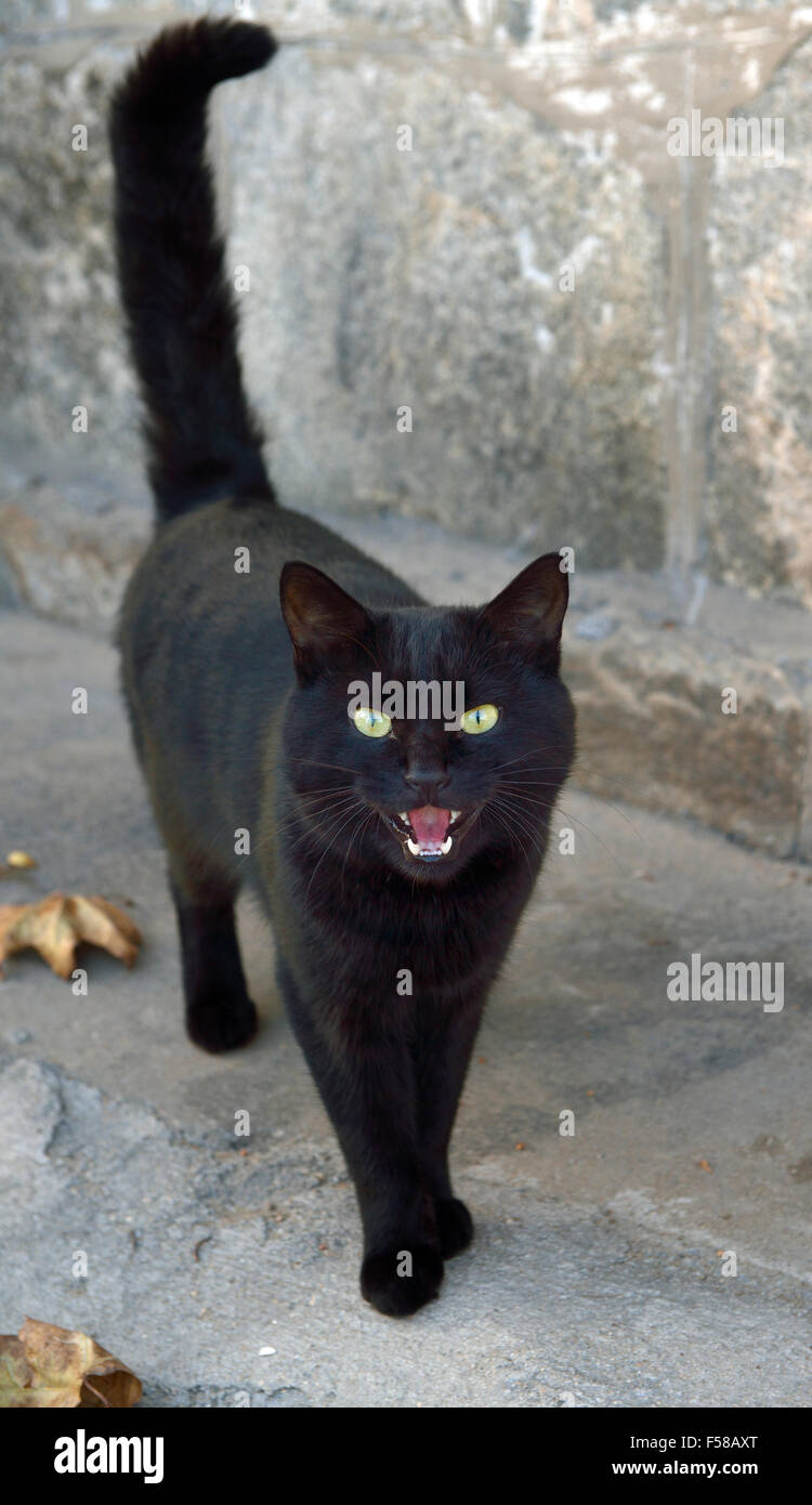 Black cat Stock Photo