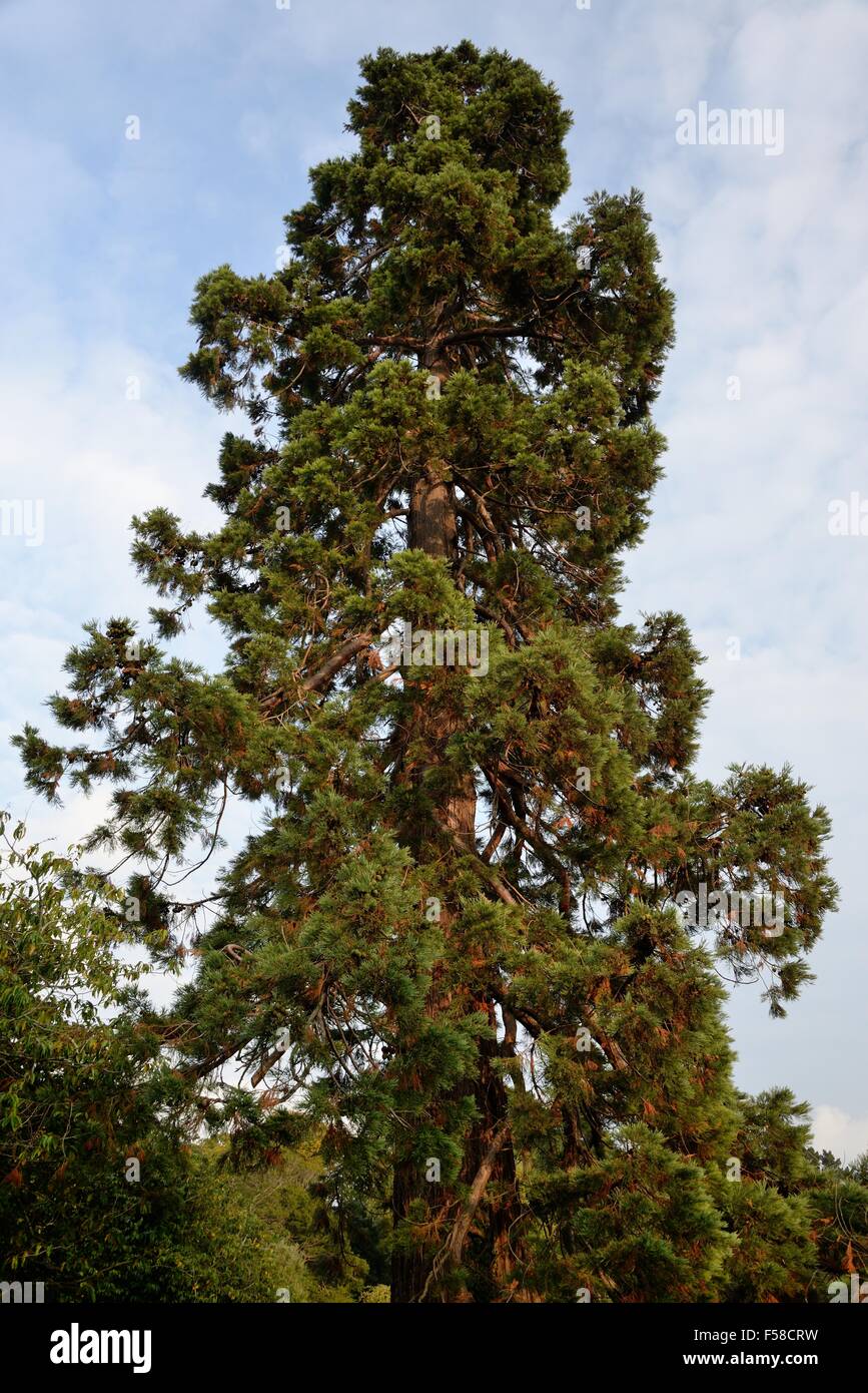Pine tree in Phoenix park Stock Photo Alamy
