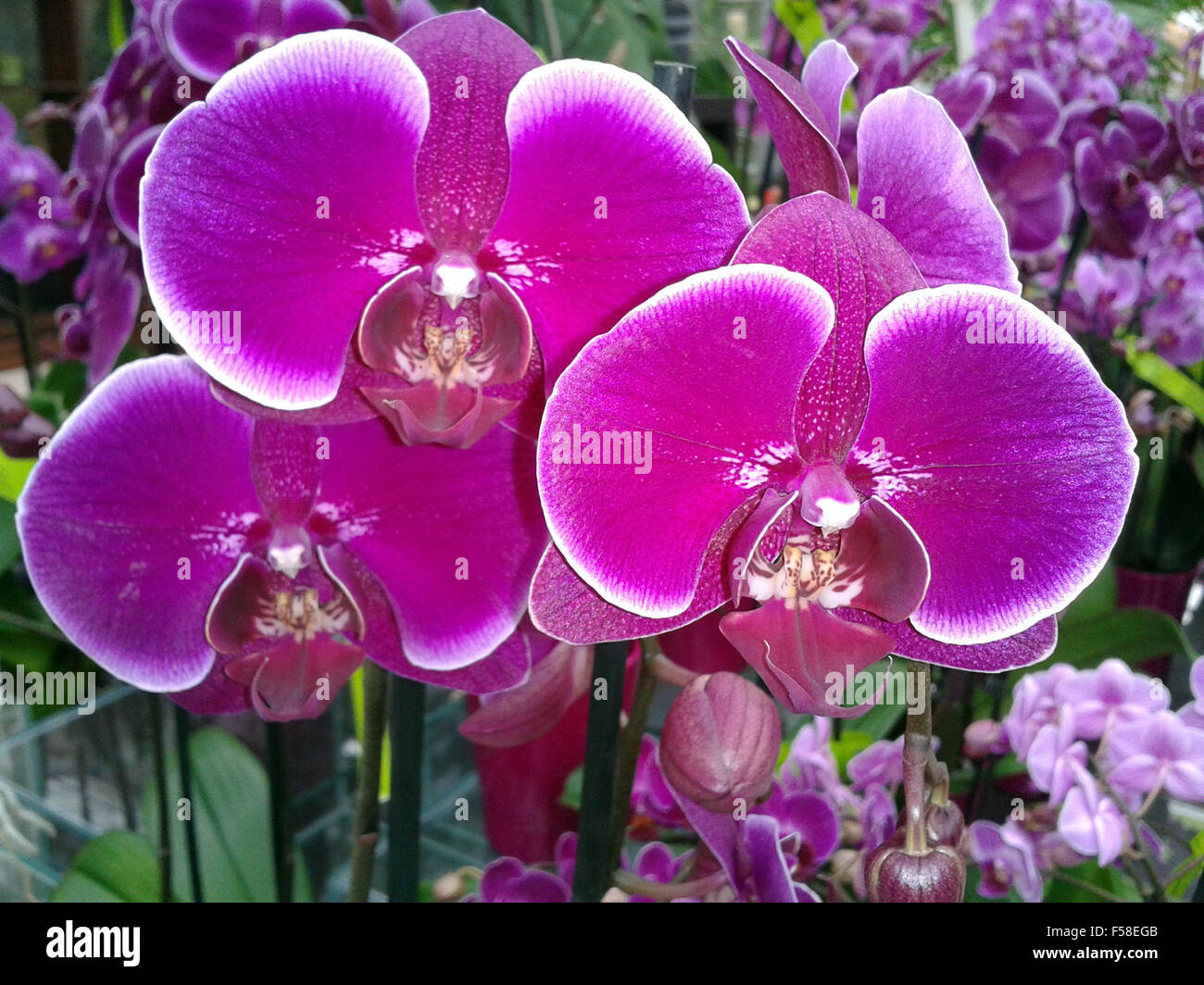 schmetterlingsorchidee, Juwel Stock Photo