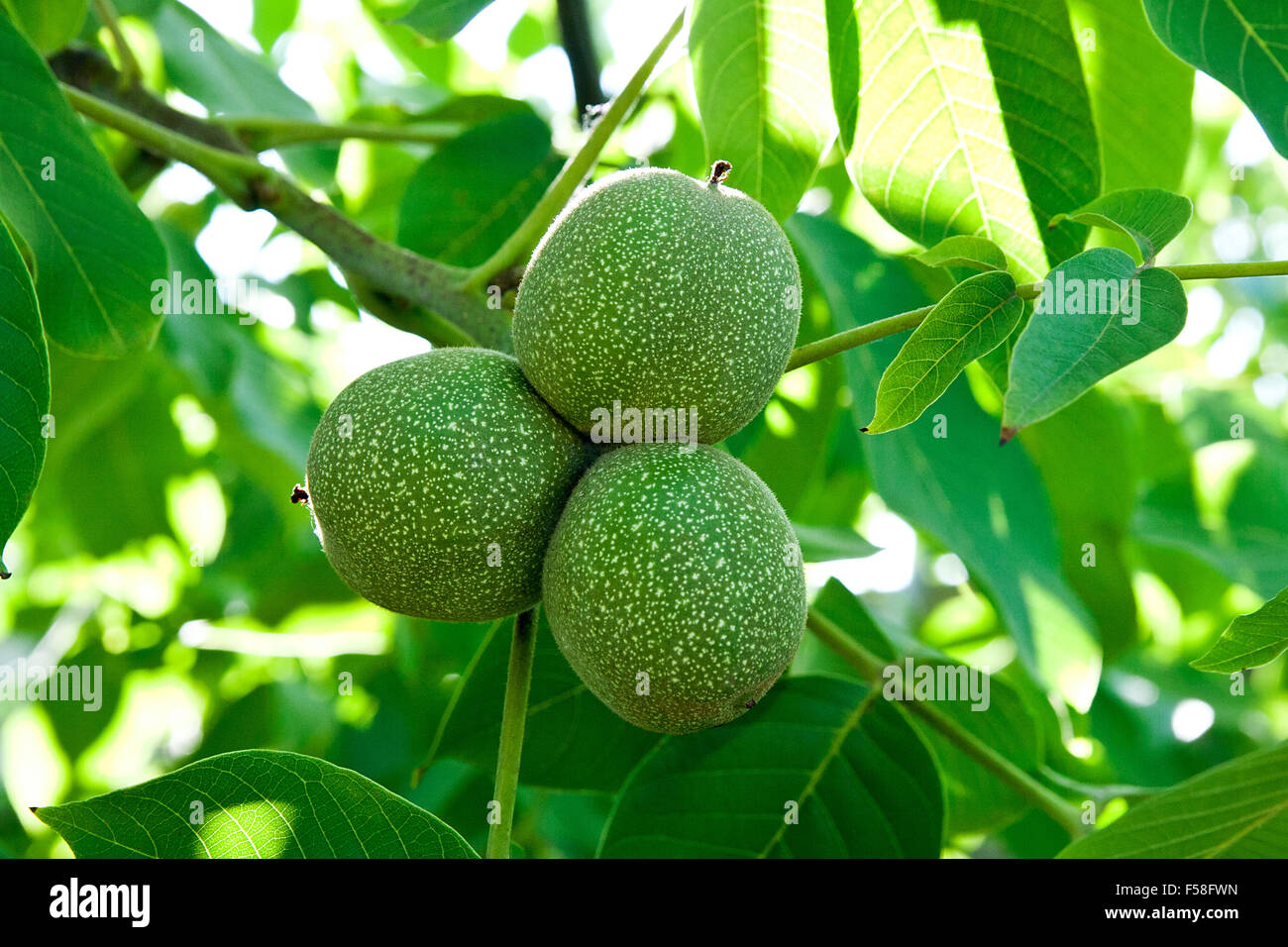 Green walnuts with green leaves on a tree branch. Stock Photo