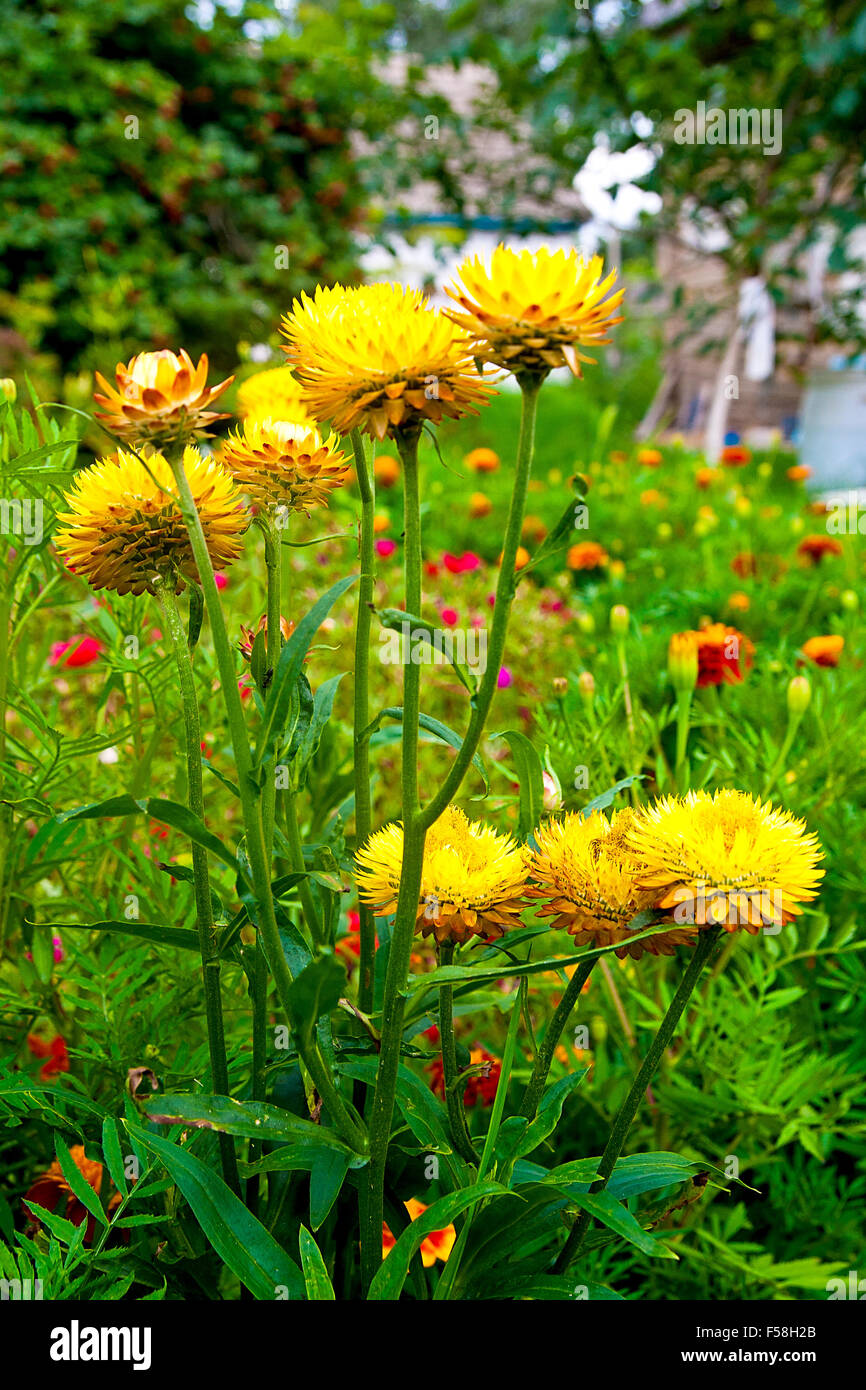 Helichrysum or Strawflower in outdoor garden. Yellow strawflowers, scientific name is Helichrysum bracteatum. Stock Photo