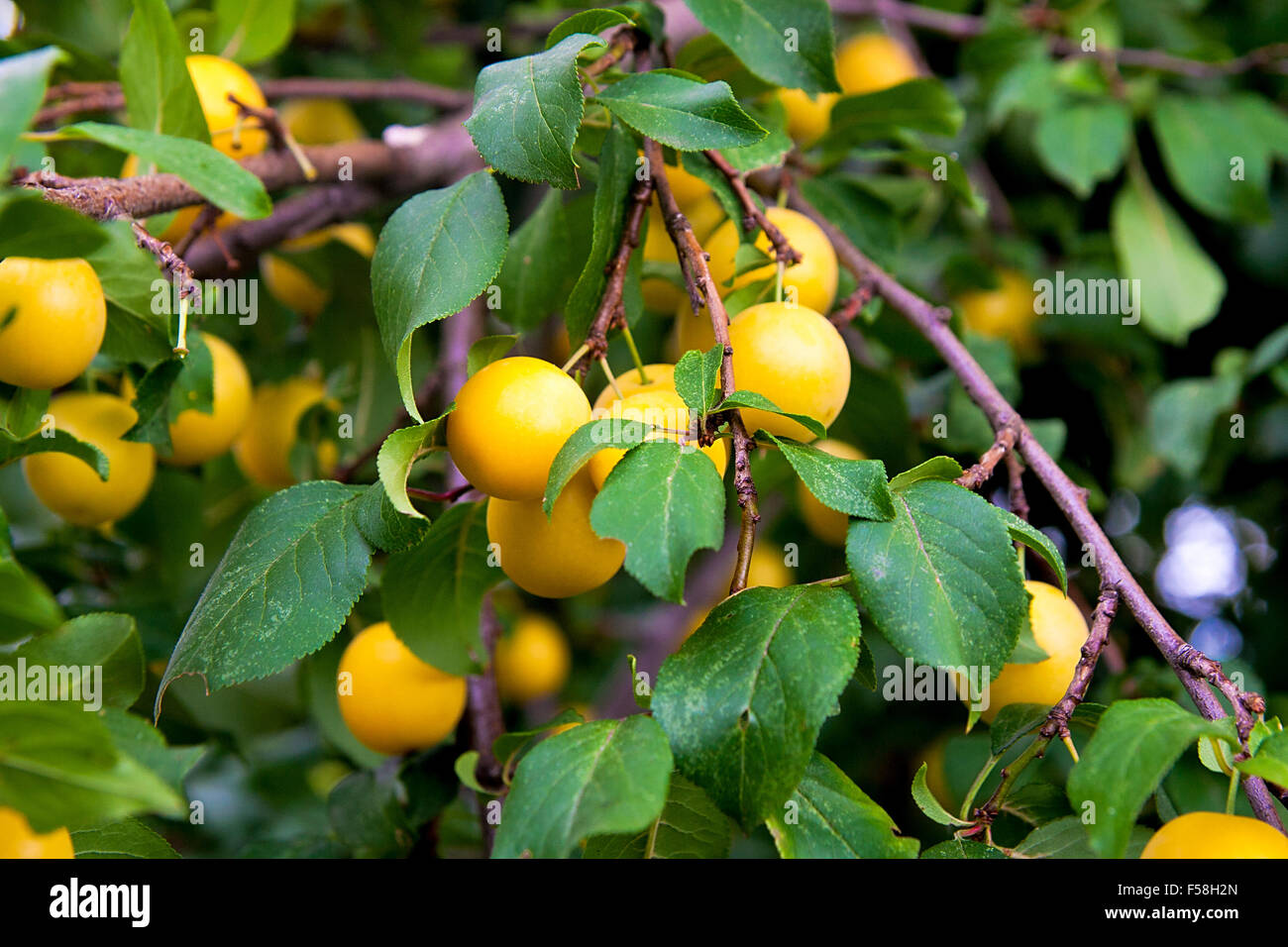 Mature Yellow Cherry Plums on the branch. Stock Photo
