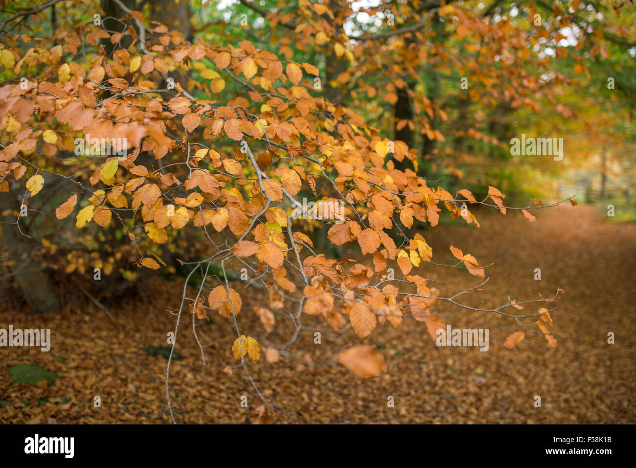 Red beech tree leaves hi-res stock photography and images - Alamy