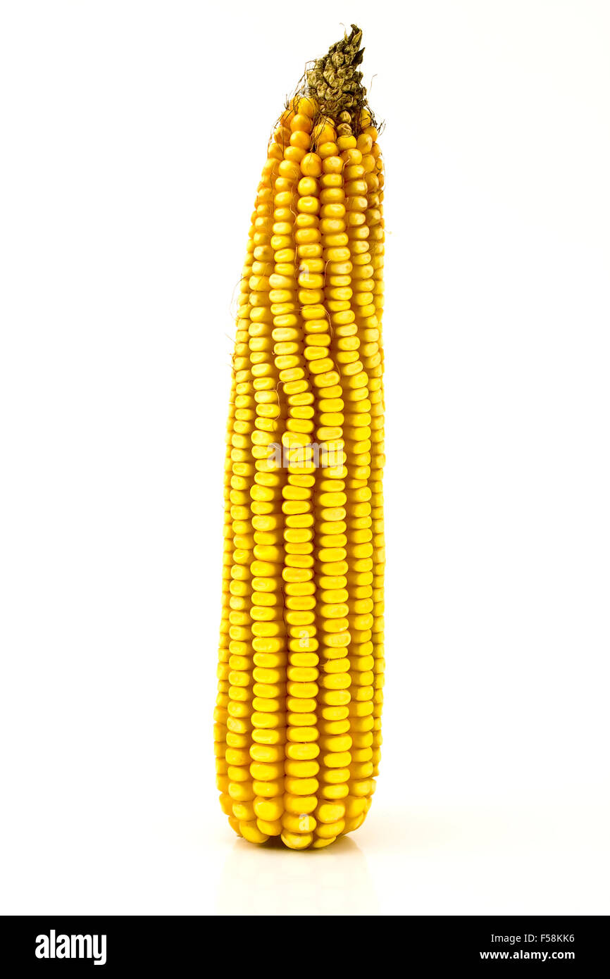 https://c8.alamy.com/comp/F58KK6/mature-corn-cob-isolated-on-white-F58KK6.jpg