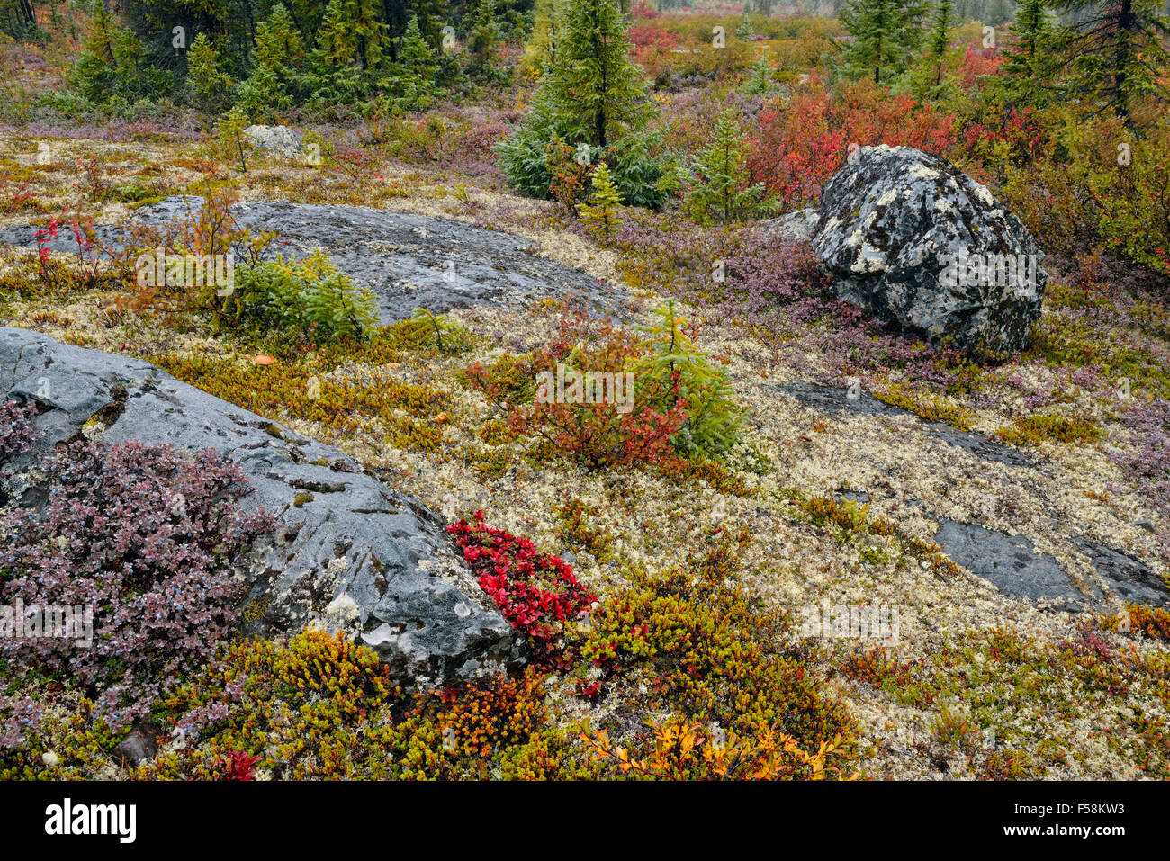 Tundra plants with autumn colour, Arctic Haven lodge, Nunavut, Canada Stock Photo