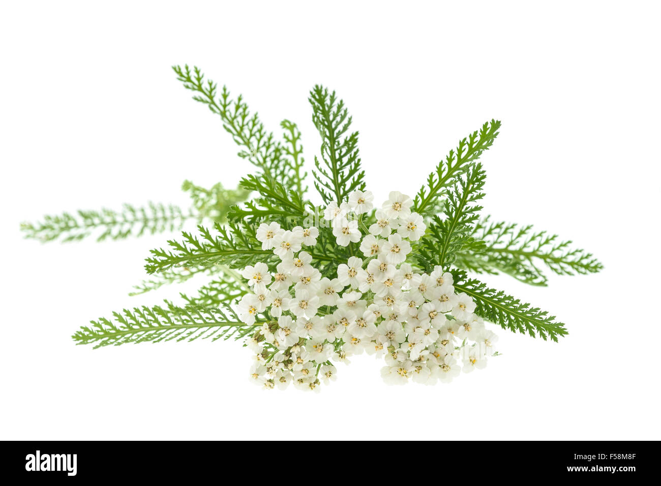 White yarrow flowers isolated on white background. Stock Photo