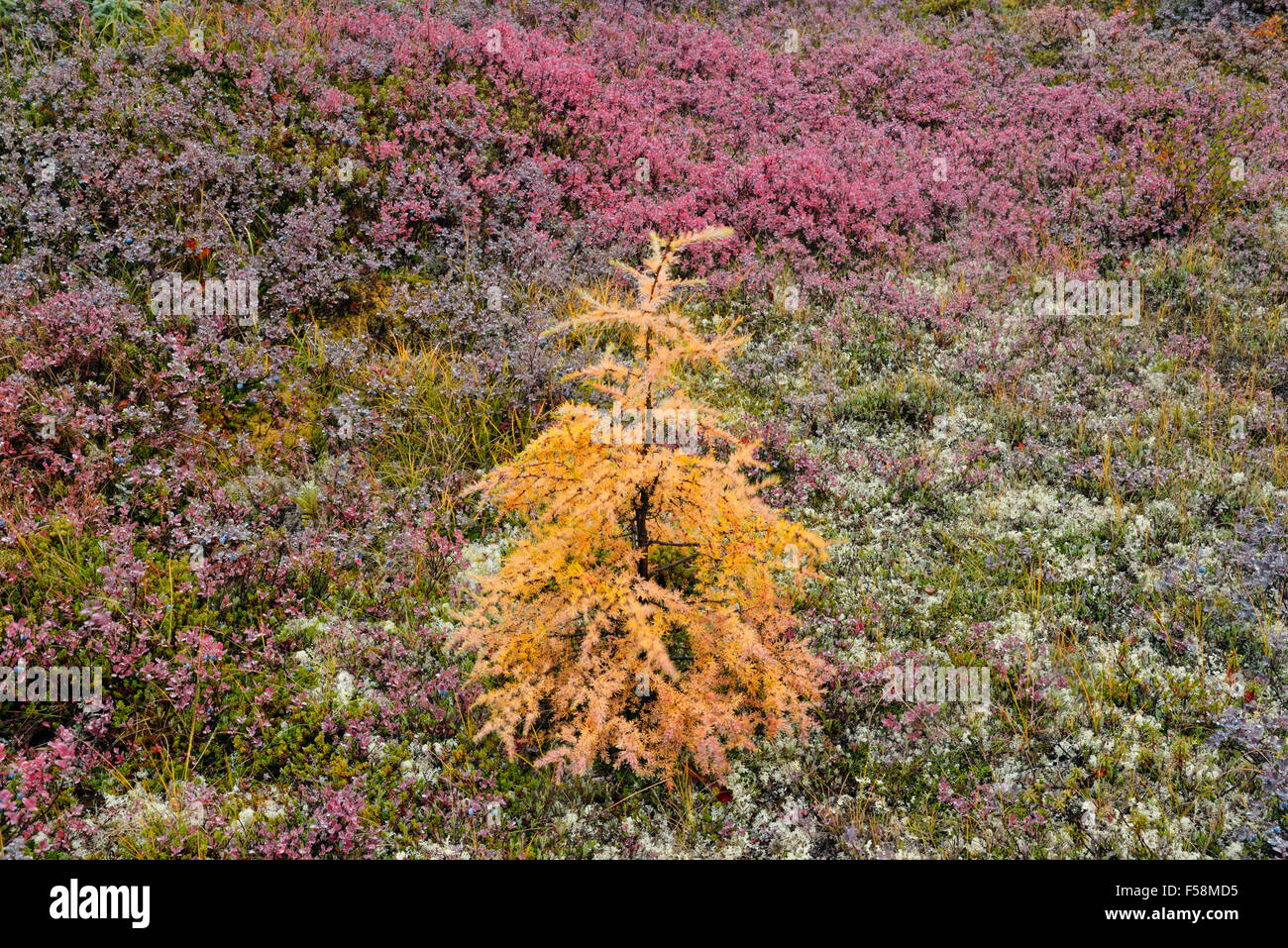 Tundra plants with autumn colour, Arctic Haven lodge, Nunavut, Canada Stock Photo