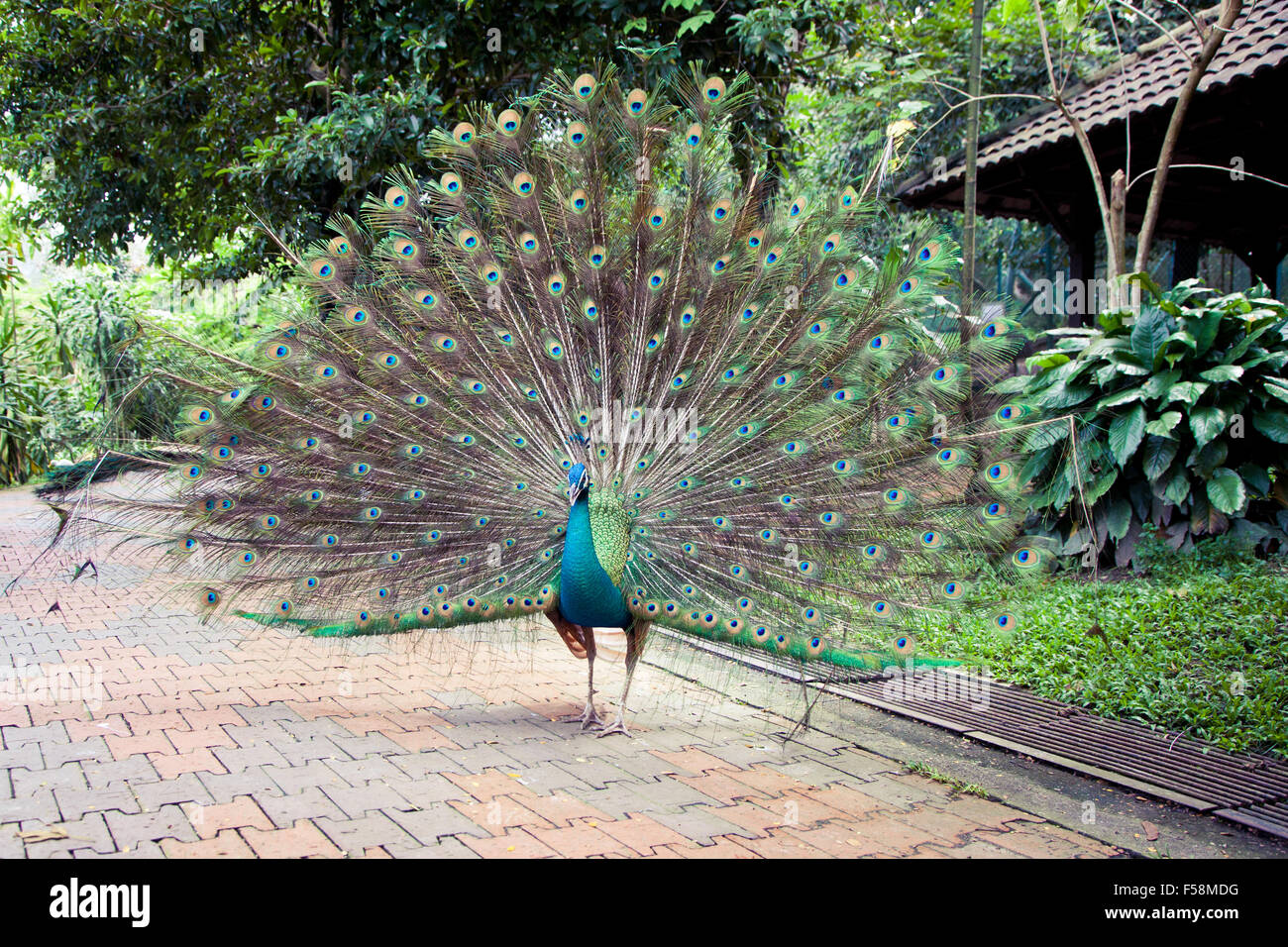 Peacock in Kuala Lumpur Bird Park, Malaysia. Stock Photo