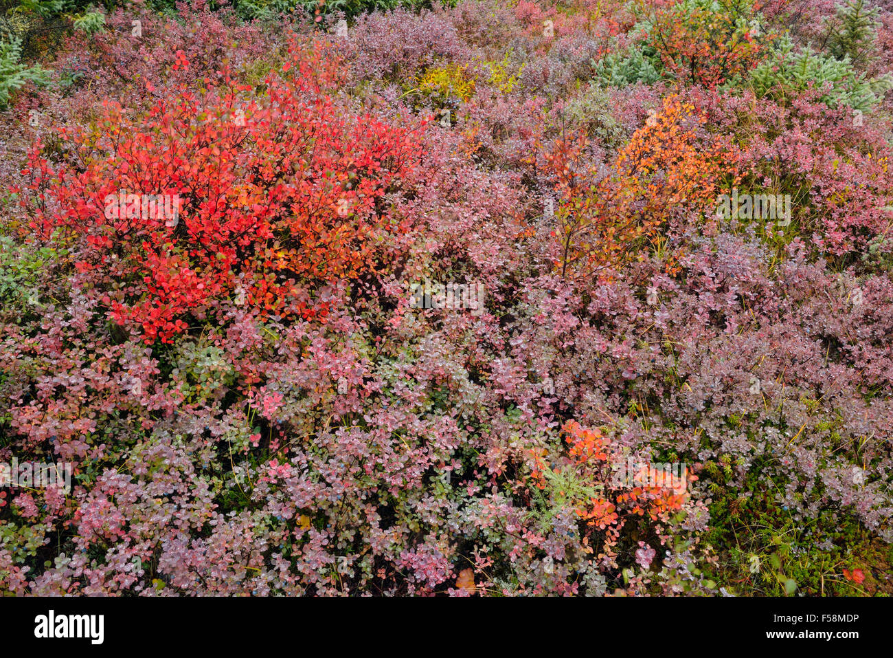 Tundra plants with autumn colour, Arctic Haven lodge, Nunavut, Canada Stock Photo
