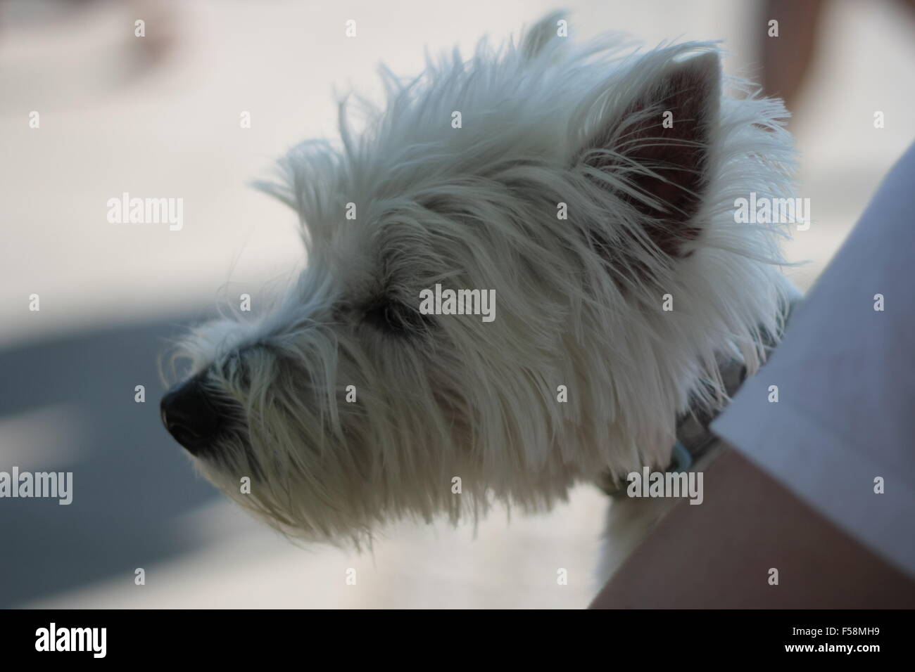 West Highland White Terrier Stock Photo