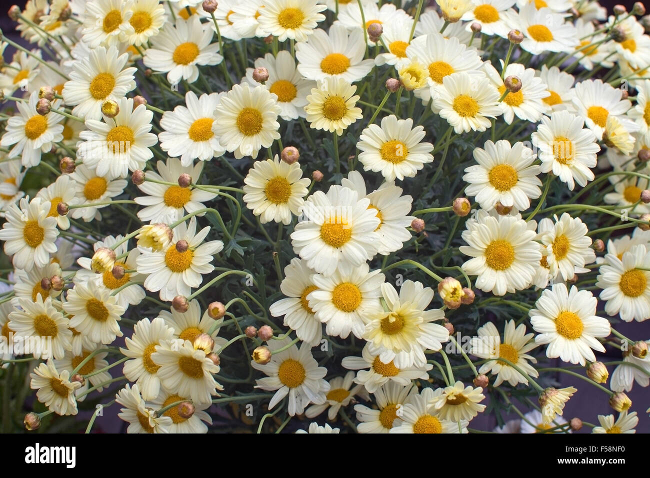 Yellow Oxe-eye daisy or Moon Daisy May flowers, Leucanthemum vulgare, blossoming in May. Stock Photo