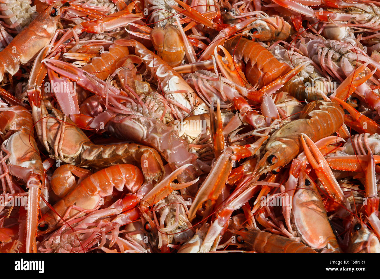 Seafood - a mass of newly caught langoustine Stock Photo