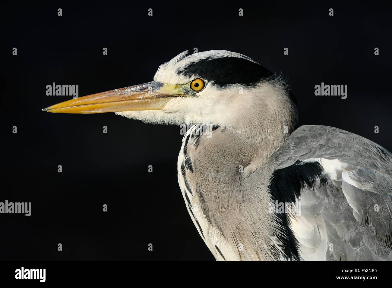 head and shoulders close up of a grey heron against a black background. Stock Photo