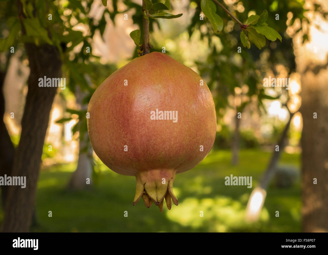Pomegranate fruit growing from tree in orchard in Spain Stock Photo