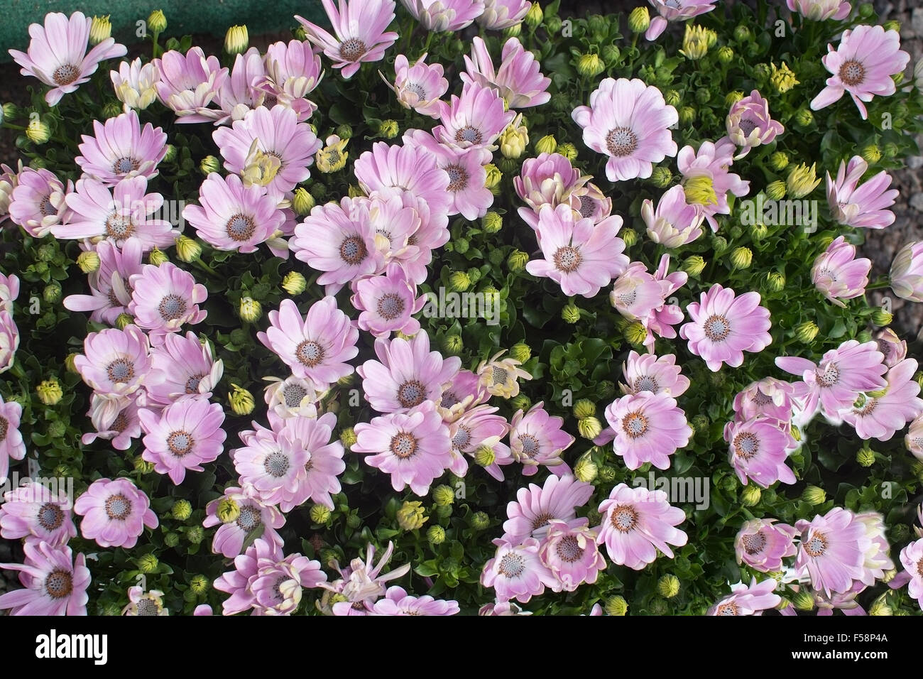 Pink daisy Leucanthemum vulgare, blossoming in May. Stock Photo
