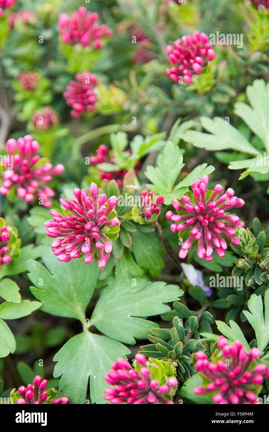 Pink rose daphne flowers Daphne cneorum closeup with green leaves. Stock Photo