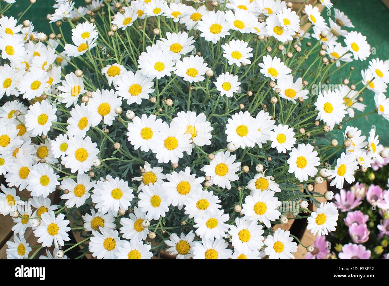 White Oxe-eye daisy or Moon Daisy May flowers, Leucanthemum vulgare, blossoming in May. Stock Photo