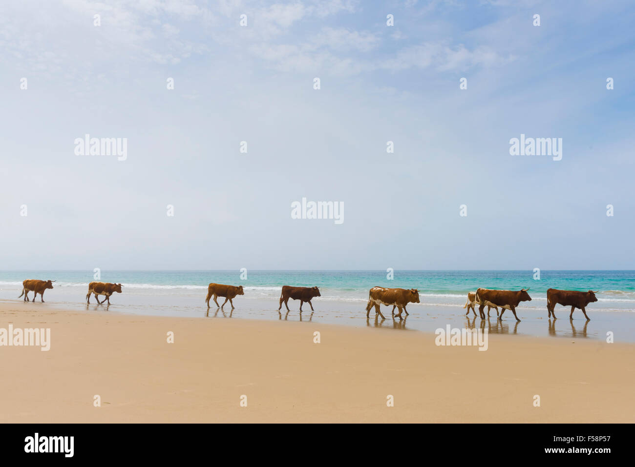 Group of cows walking along the beach. Bolonia, Tarifa, Costa de la Luz, Andalusia, Southern Spain. Stock Photo