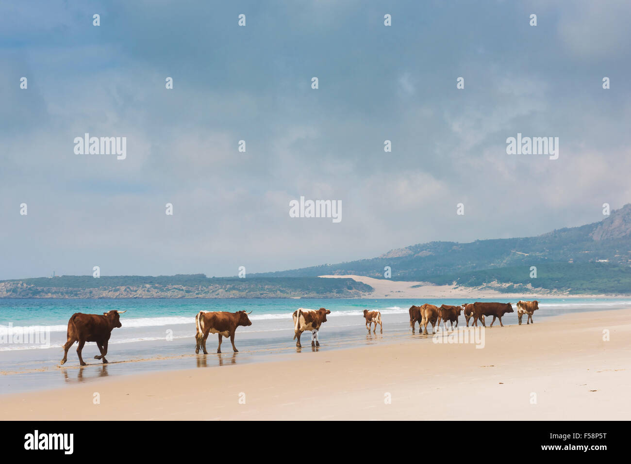 Group of cows walking along the beach. Bolonia, Tarifa, Costa de la Luz, Andalusia, Southern Spain. Stock Photo