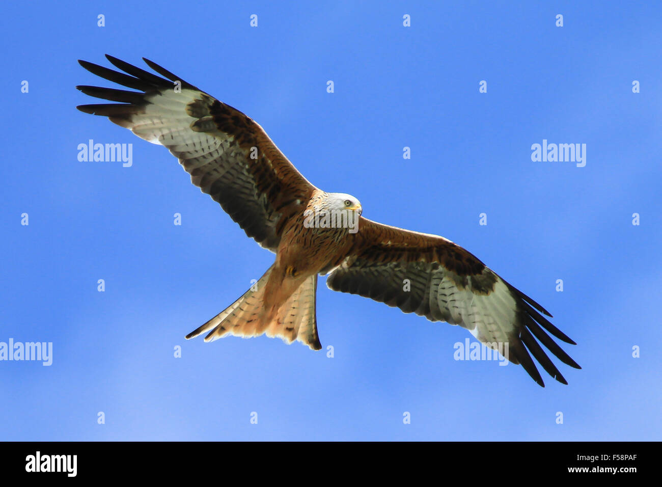 A Red kite soars against a blue summer sky in Dumfries and Galloway, Scotland Stock Photo