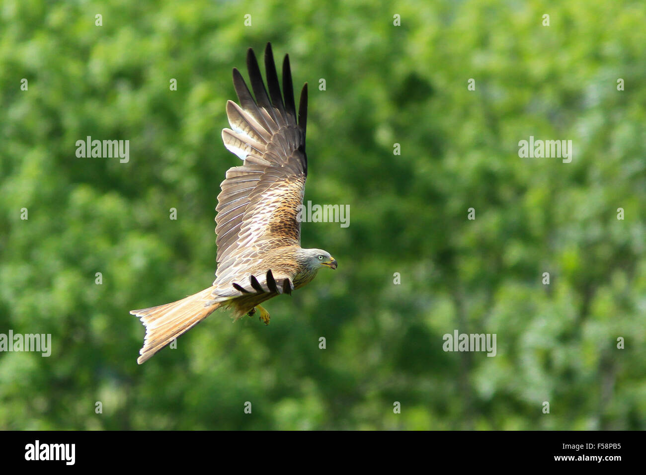 A Red kite flies across a green background in Dumfries and Galloway, Scotland Stock Photo