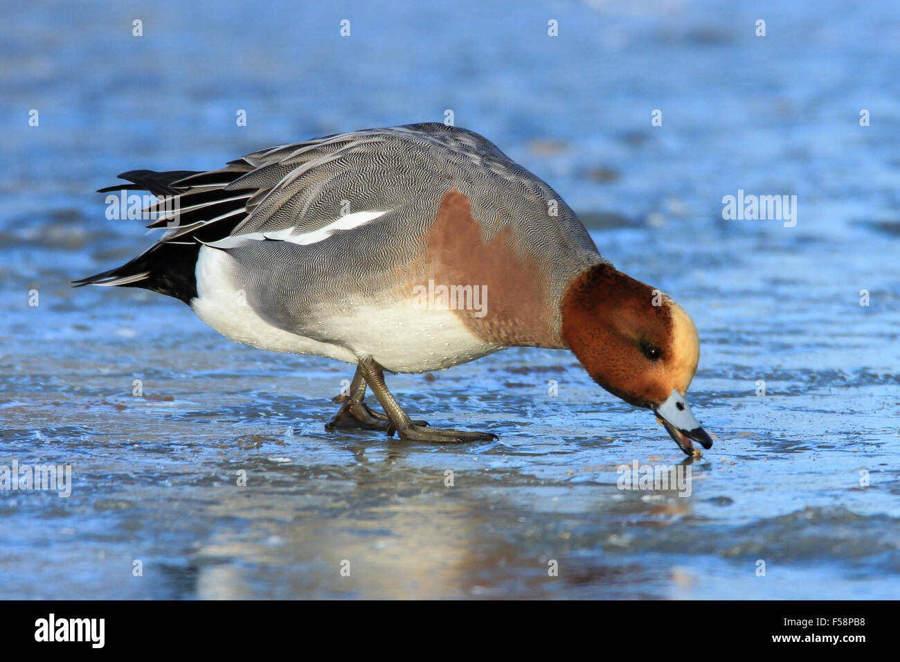 A Wigeon feeding on scraps on the ice of a frozen pond in winter. Stock Photo