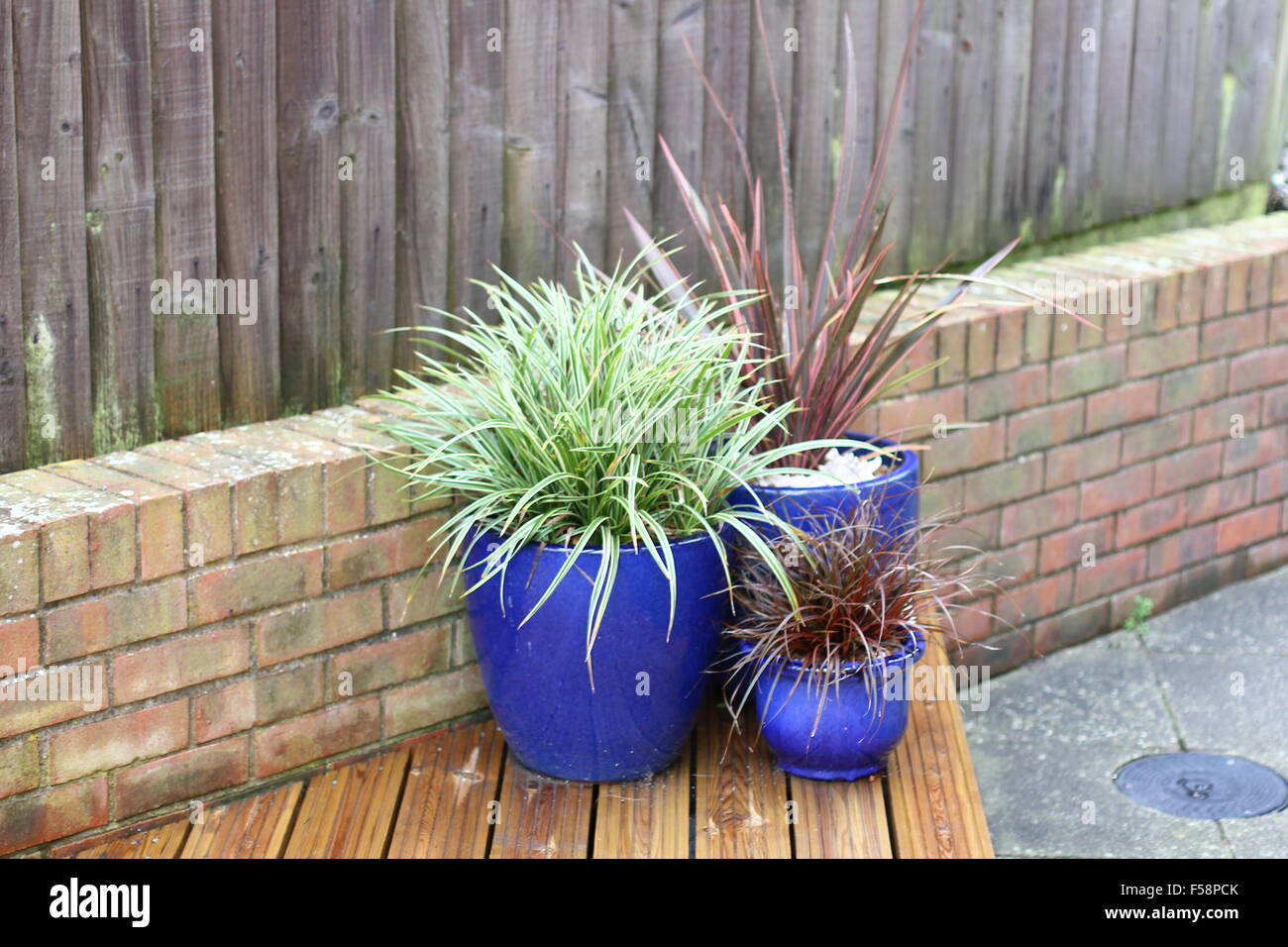 tubs of plants, china stripe, phormium and black grass Stock Photo Alamy