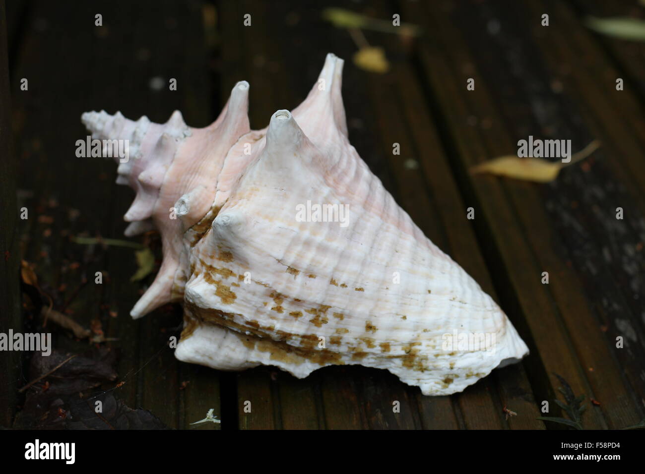 Decorative conch shell Stock Photo