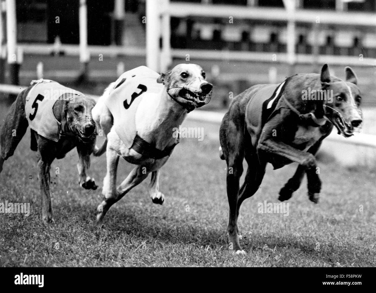 Who Invented Dog Racing