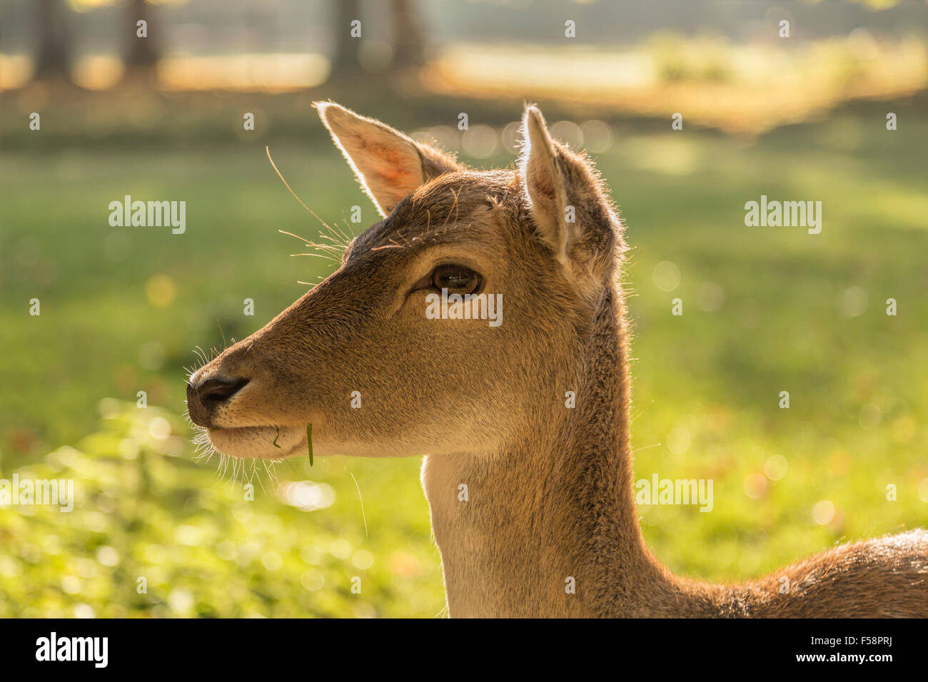 Close-up of a female fallow deer ( Dama dama ) with blades of grass sticking out of her mouth in unfocused landscape setting. Stock Photo