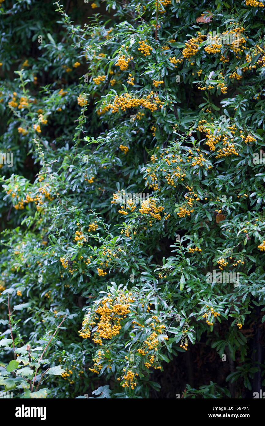 Pyracantha coccinea Firethorn Golden Charmer Stock Photo