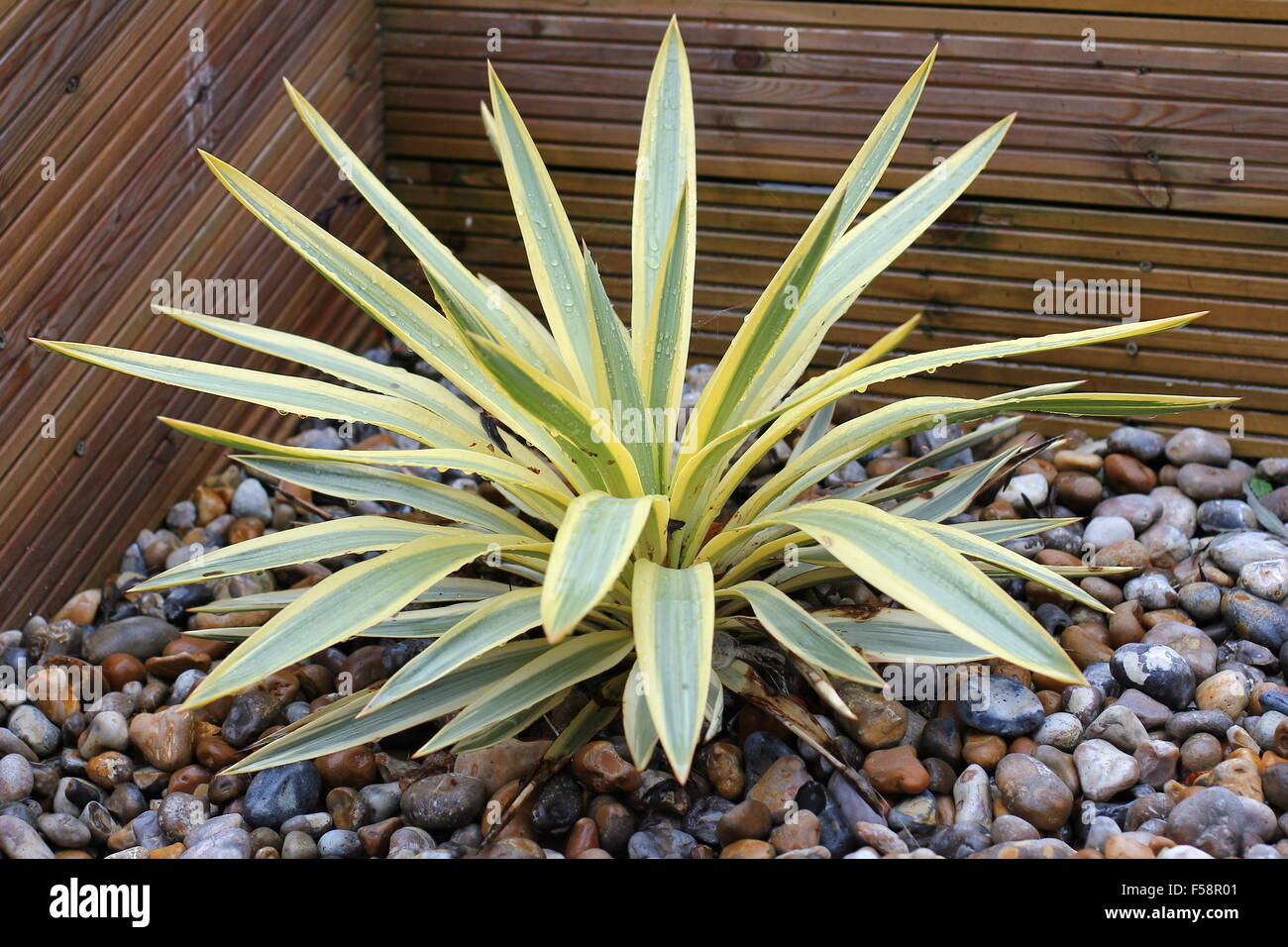 phormium ornamental plant Stock Photo