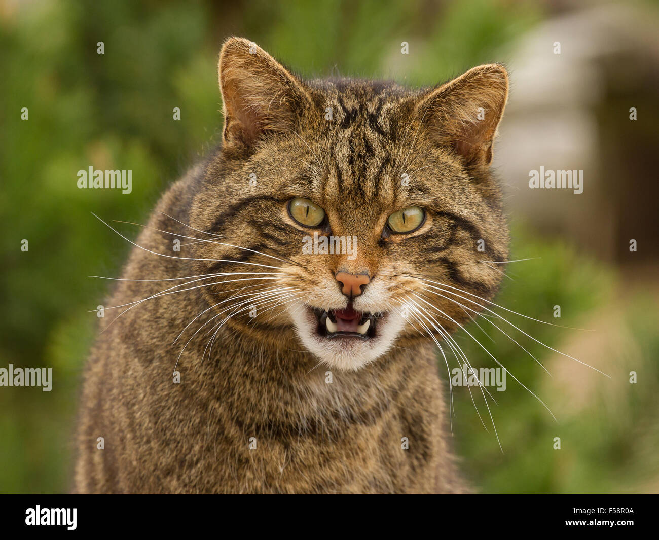 Scottish wildcat hi-res stock photography and images - Alamy