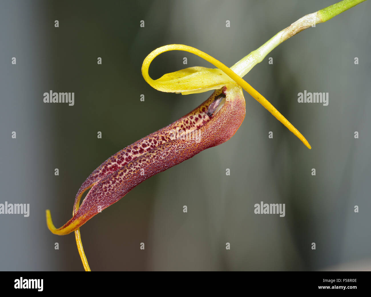Slim-Beaked Masdevallia Orchid - Masdevallia stenorhynchos From Colombia Stock Photo