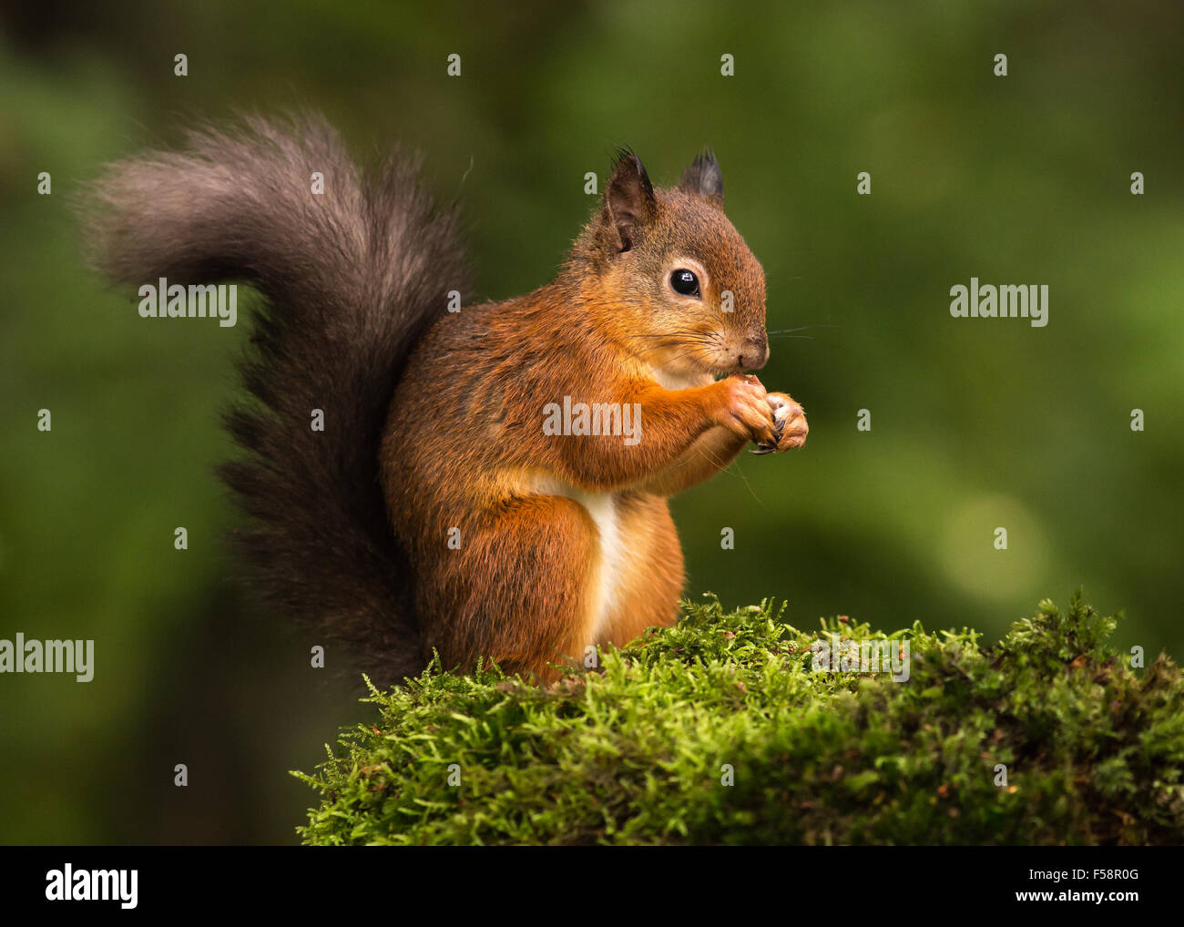 Red Squirrel on Moss Stock Photo