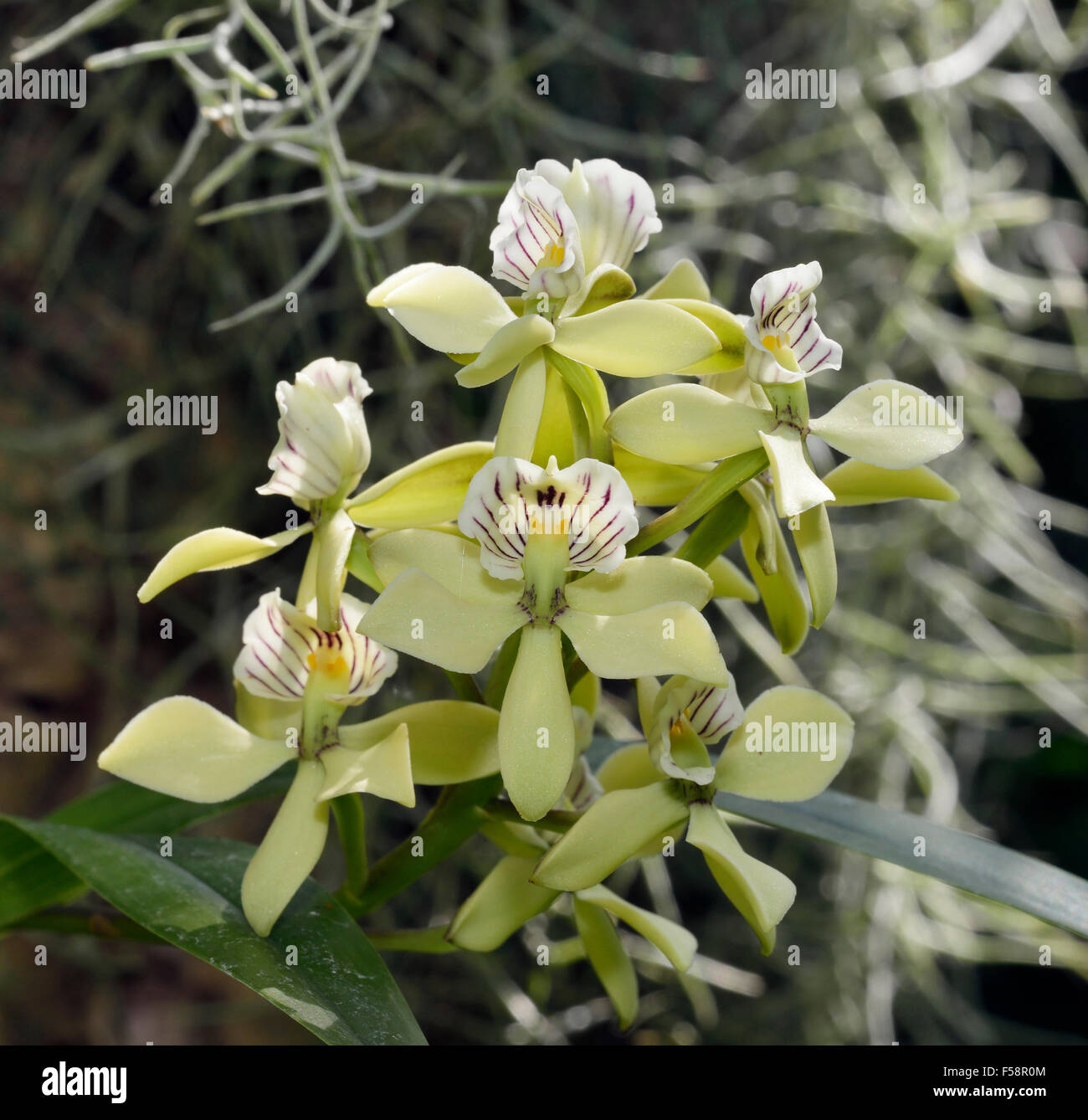 Lined Petal Prosthechea Orchid - Prosthechea radiata From Central America Stock Photo