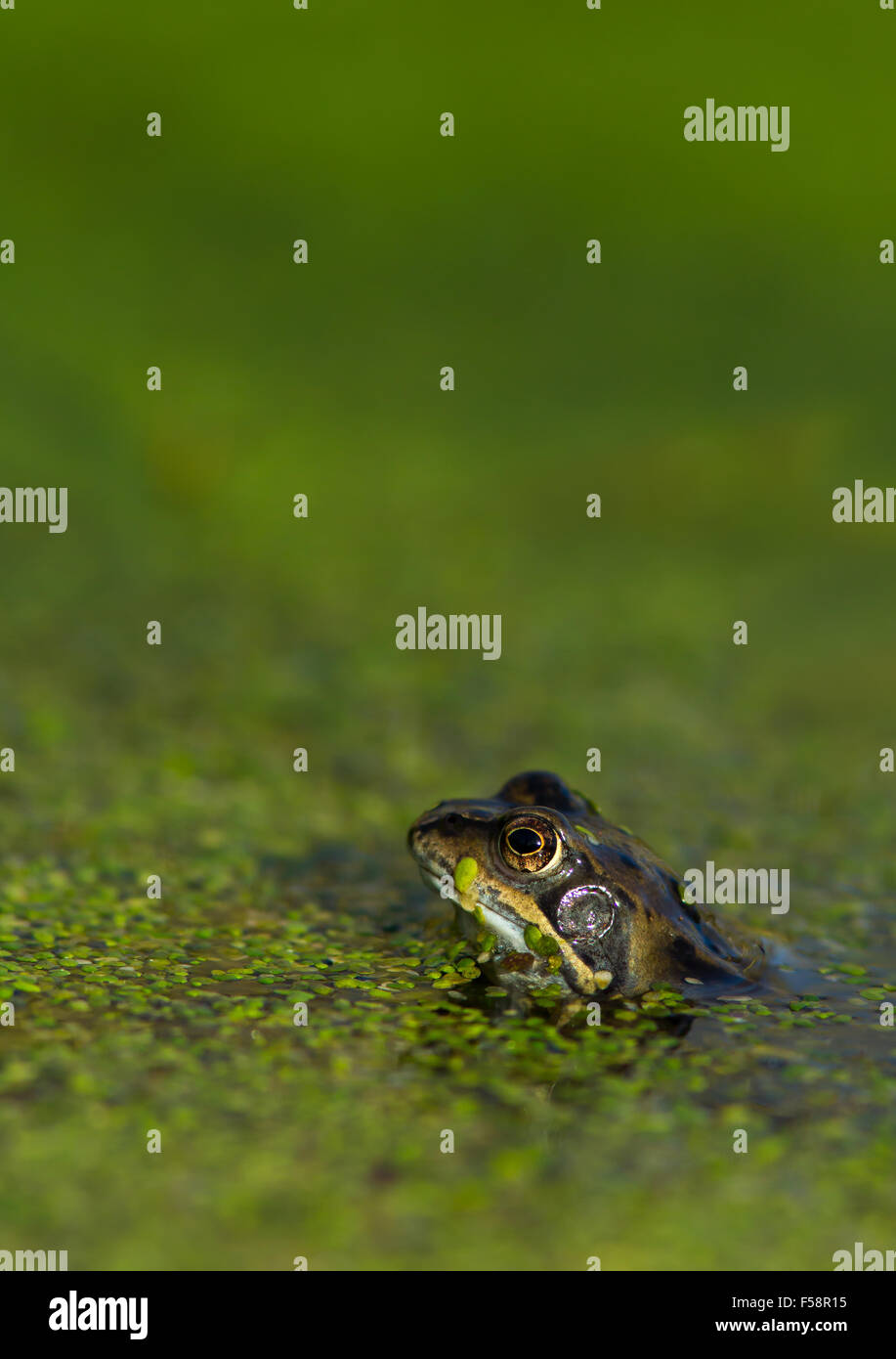 A frog in springtime emerging from hibernation through a pond covered in floating weed Stock Photo