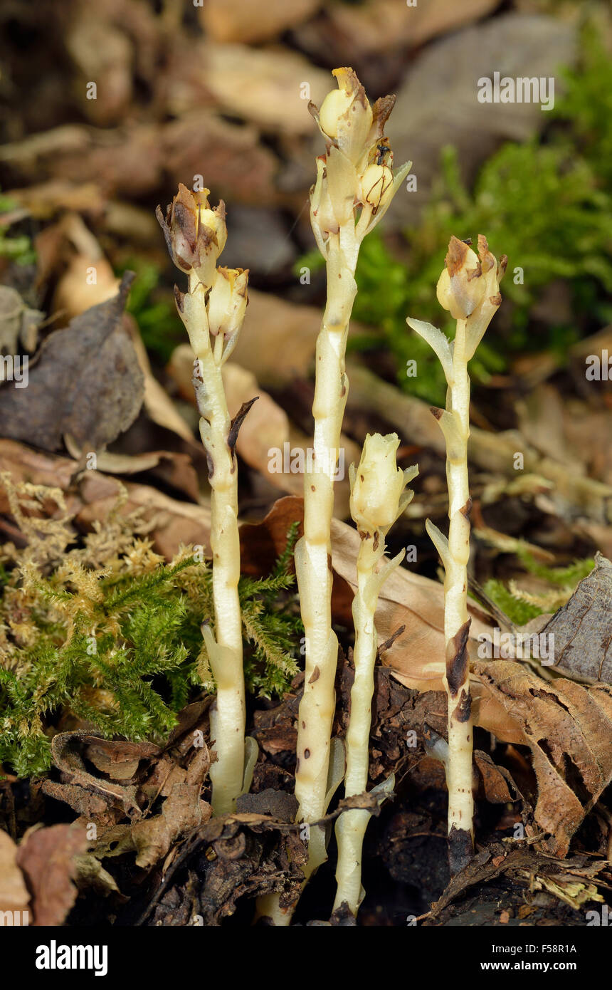 Yellow Bird's-nest - Monotropa hypopitys Saprophytic Beech Woodland Plant Stock Photo