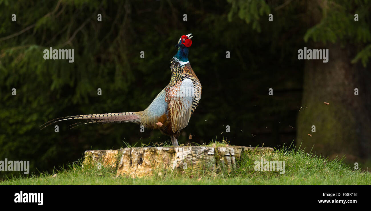 A territorial male pheasant crows and flexes his muscles while standing on an old tree trunk. Stock Photo