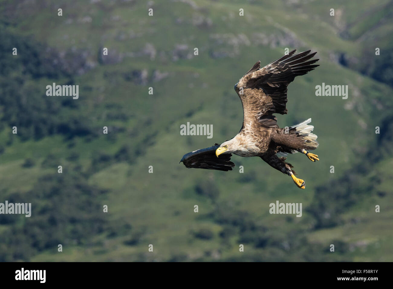 White-tailed Eagle, Mull, Scotland Stock Photo