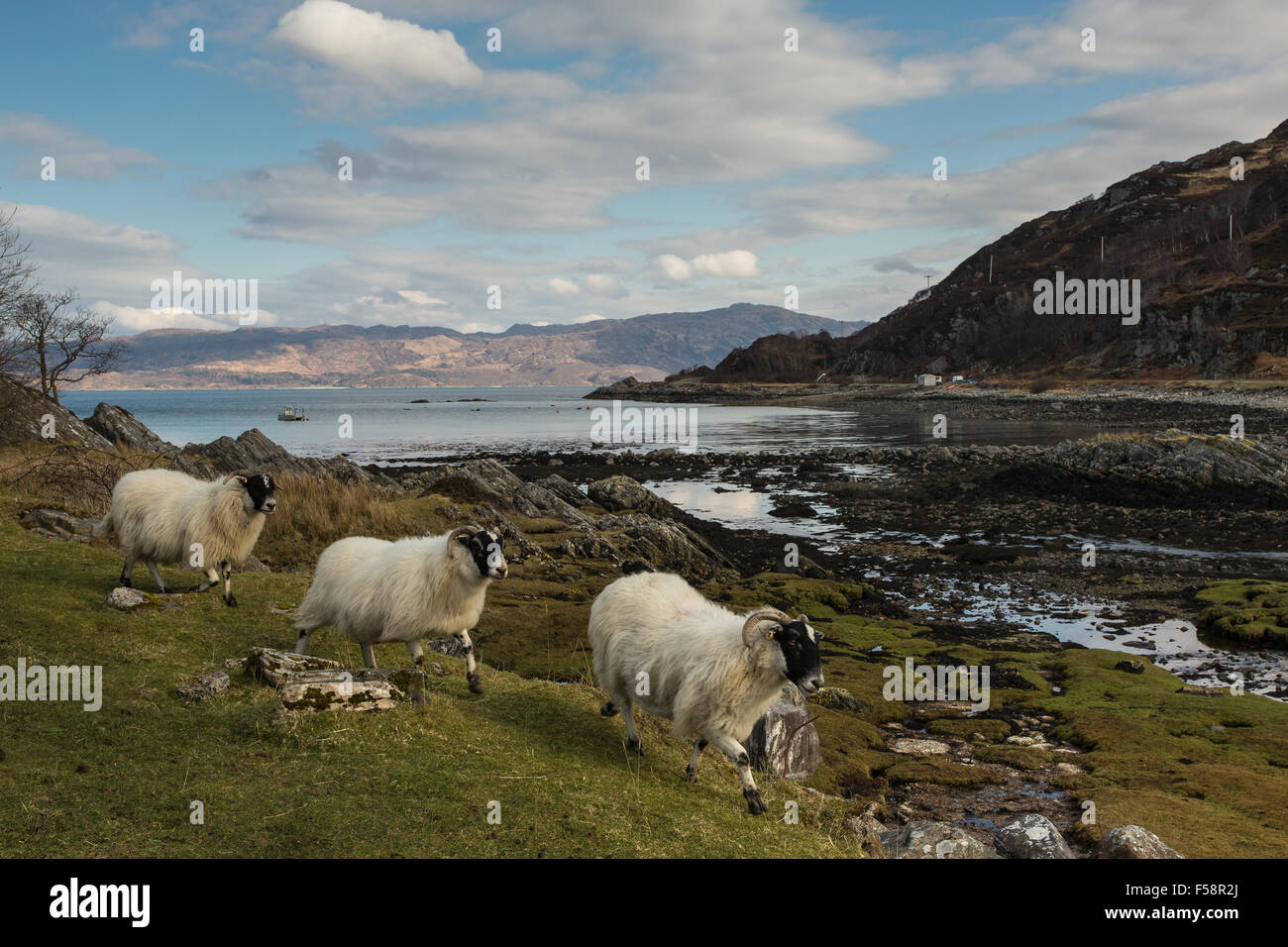 Sheep on the shoreline of Glenuig Bay, Scotland Stock Photo