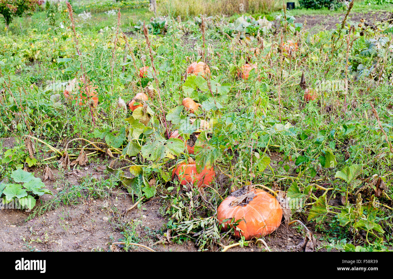 Pumpkin farm ready for harvesting Stock Photo